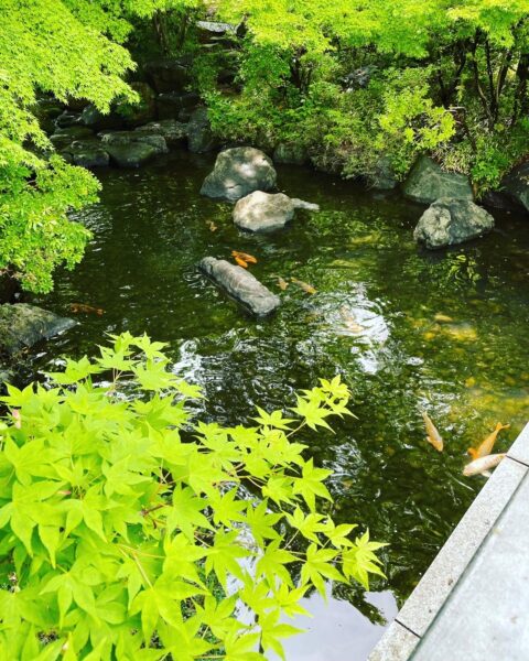 水面に鯉・新緑：栃木県中央公園-日本庭園にて②