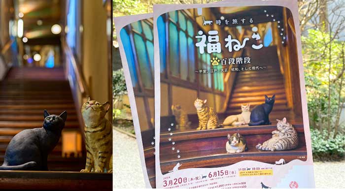 福猫・百段階段2025年-1